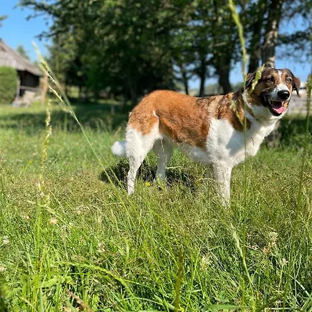 Accommodatie bij particulieren U Kapiarza *