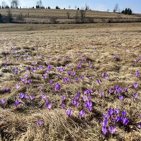 U Kapiarza Klikuszowa